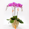 Orchid Plants