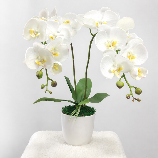 Artificial  Orchid (2 Stalks) -016