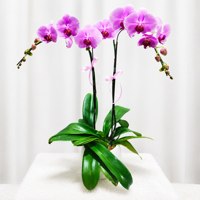 Phalaenopsis Orchid (2 Stalks) -022