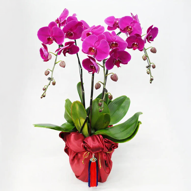 Phalaenopsis Orchid  (3 Stalks) -007