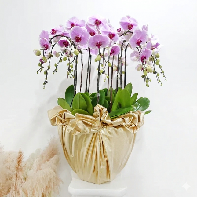 Phalaenopsis Orchid (12 Stalks) -003