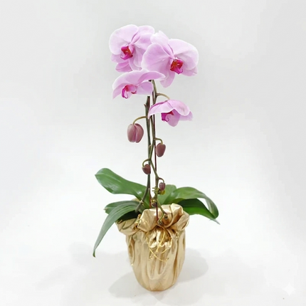 Phalaenopsis Orchid (1 Stalks) -006