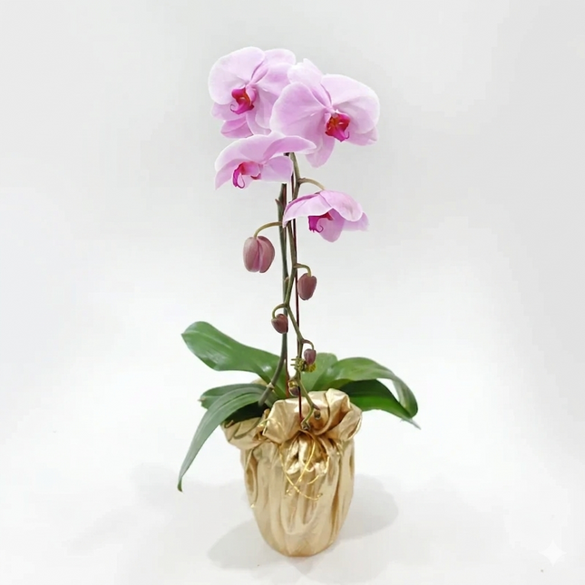 Phalaenopsis Orchid (1 Stalks) -006
