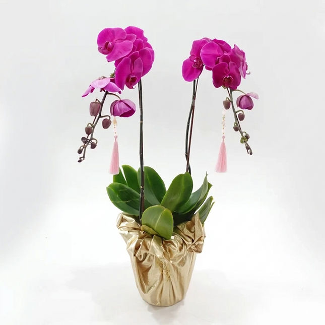 Phalaenopsis Orchid (2 Stalks) -009