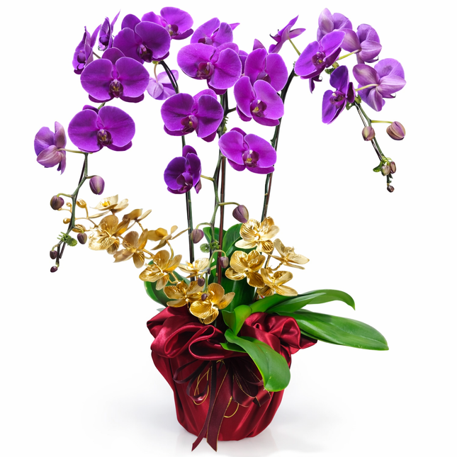 Phalaenopsis Orchid (3 Stalks) -015