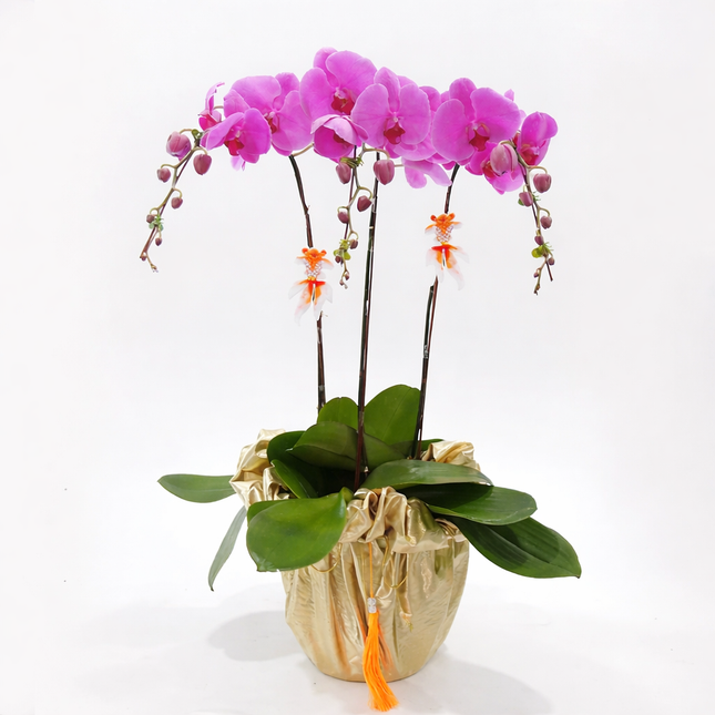Phalaenopsis Orchid (3 Stalks) -005