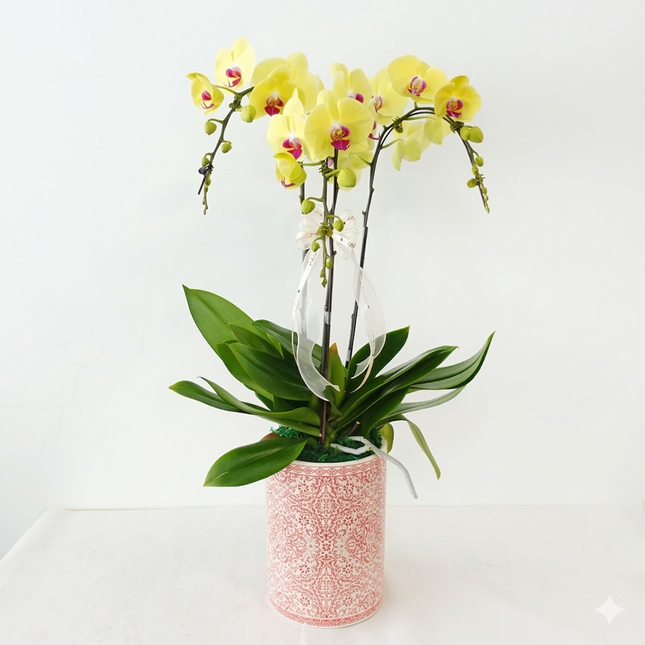 Phalaenopsis Orchid (3 Stalks) -002