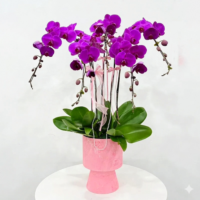 Phalaenopsis Orchid (5 Stalks) -004