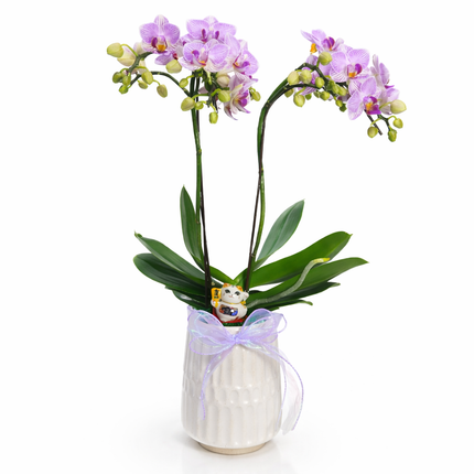 Phalaenopsis Orchid (2 Stalks) -011