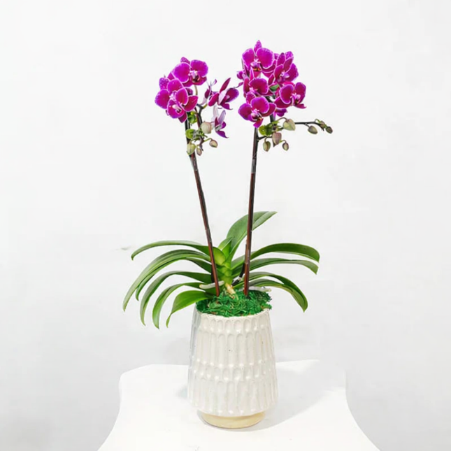 Phalaenopsis Orchid (2 Stalks) -001
