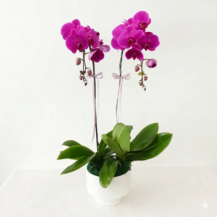 Phalaenopsis Orchid  (2 Stalks) -008