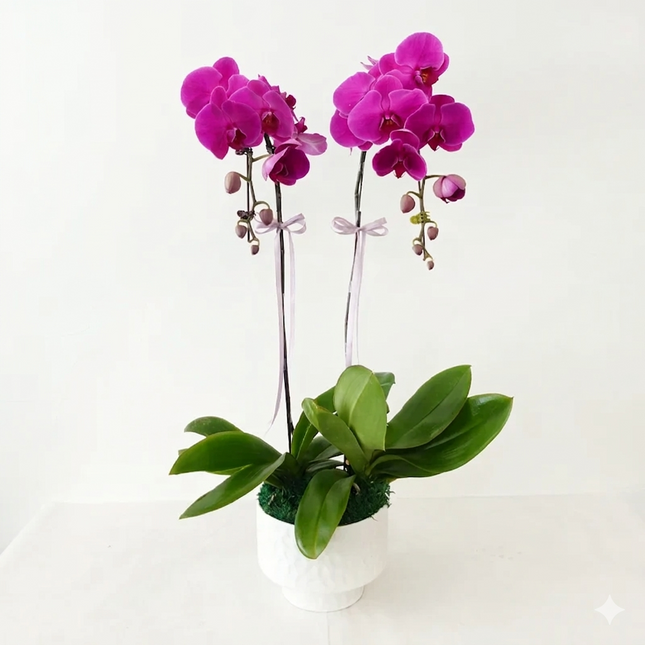 Phalaenopsis Orchid  (2 Stalks) -008