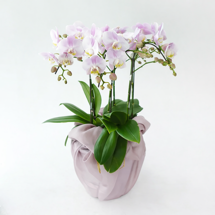Phalaenopsis Orchid (6 Stalks) -012