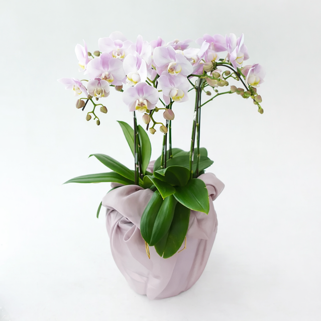 Phalaenopsis Orchid (6 Stalks) -012